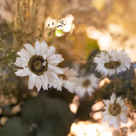 Borda Mondarruego Ferienhaus Broto