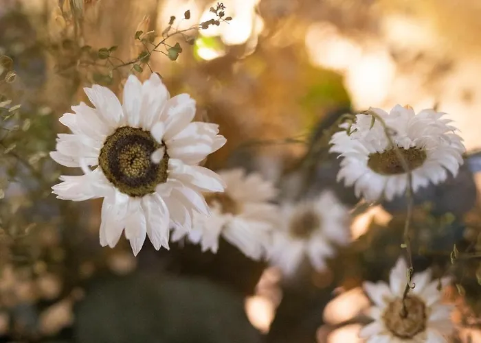 Borda Mondarruego Сasa de vacaciones Broto